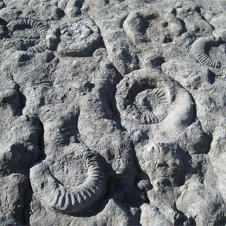 La dalle aux ammonites