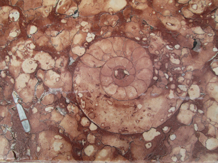 Ammonite et belemnite dans le marbre de Guillestre