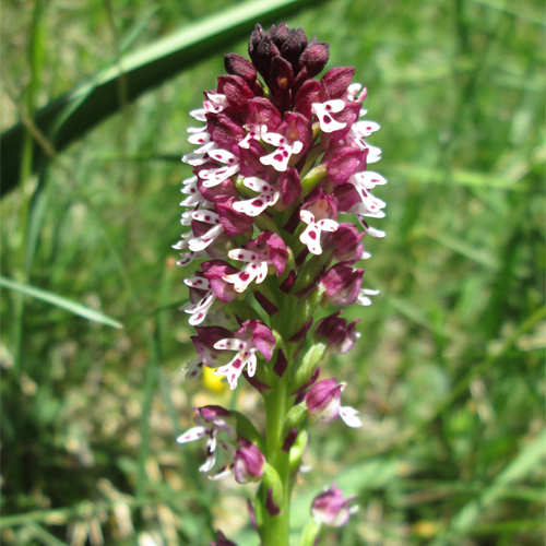Orchis brulée (Orchis ustulata)