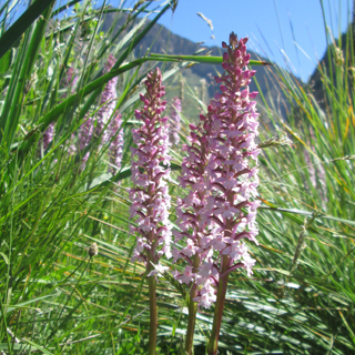 Orchis moustique (Gymnadenia conopsea)